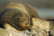 New Zealand fur seal (Arctocephalus forsteri) sleeping, Kaikoura, South Island, New Zealand, March