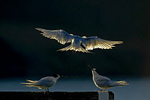 White fronted terns (Sterna striata) two perched, one landing, backlit, Bank's Peninsula, South Island, New Zealand, April