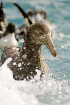 Northern / Hall's giant petrel (Macronectes halli) portrait with Cape pigeons in background, Kaikoura, South Island, New Zealand, October