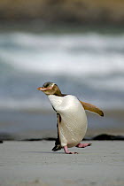 Yellow eyed penguin (Megadyptes antipodes) walking ashore, Otago peninsula, South Island, New Zealand, February