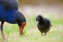 Pukeko (Porphyrio porphyrio melanotus) foraging and feeding a chick, Christchurch, South Island, New Zealand, January