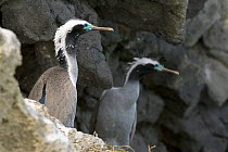 Spotted shag (Phalacrocorax punctatus) pair perched on cliff face, Bank's Peninsula, South Island, New Zealand, October