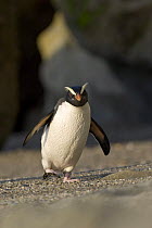 Fiordland crested penguin (Eudyptes pachyrhynchus) walking up the beach towards the forest, Monroe beach, South Island, New Zealand, October