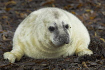 Grey seal pup (Halichoerus grypus), abandoned on the shore, Scotland.