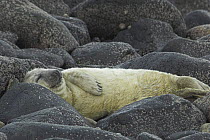 Grey seal pup (Halichoerus grypus), sleeping on the shore, Scotland.