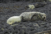 Female Grey seals (Halichoerus grypus) with pups  suckling on the beach, Scotland.