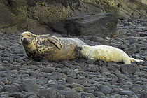 Femal Grey seal (Halichoerus grypus), with pup on the beach, Scotland.