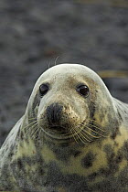Female Grey seal (Halichoerus grypus) portrait, Scotland.