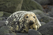 Grey Seal (Halichoerus grypus), on rocks, Scotland.