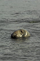 Grey seal (Halichoerus grypus) at sea surface, Scotland.