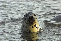 Grey seal cow (Halichoerus grypus) in sea, Scotland.