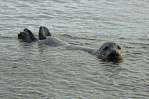 Female Grey seal (Halichoerus grypus) in sea, Scotland.