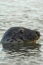 Female Grey seal (Halichoerus grypus) at sea surface,  Scotland.