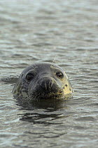 Female Grey seal (Halichoerus grypus) at sea surface, Scotland