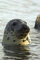 Female Grey seal (Halichoerus grypus)in sea,  Scotland.