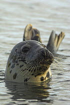 Female Grey seal (Halichoerus grypus) in sea, Scotland.
