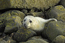 Grey seal pup (Halichoerus grypus), abandoned on the shore, Scotland.