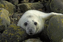 Grey Seal pup (Halichoerus grypus), abandoned on the shore, Scotland.