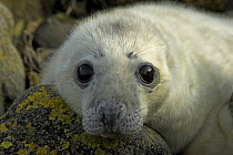 Grey seal pup (Halichoerus grypus) abandoned on the shore, Scotland.