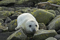 Grey seal pup  (Halichoerus grypus), abandoned on the shore, Scotland.