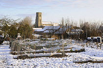 Brassicas (Brassica sp.) under netting on village allotment with snow, village church in background, Norfolk.