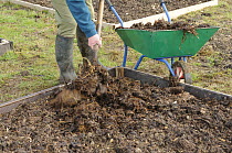 Gardener applying farmyard manure to raised beds, Norfolk, UK, March.