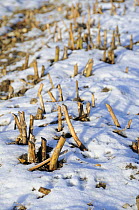 Asparagus (Asparagus officinalis) beds in winter, snow covered with last years growth cut back, Norfolk, UK, February