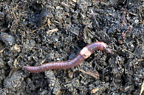 Brandling / Tiger worm (Eisenia foetida) in compost.