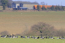 Brent geese (Branta bernicla), flock feeding on cereal crop, farm buildings in distance, Norfolk, UK, March.
