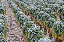 Brussels sprouts (Brassica oleracea gemmifera), commercially grown crop, view of plants ready for harvest in frosty weather, Norfolk, UK, January.