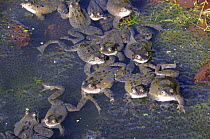 Common frogs (Rana temporaria), spawning congregation in garden pond in spring, UK, March.