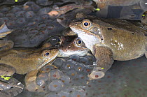 Common frogs (Rana temporaria), spawning congregation in garden pond in spring, UK, March.
