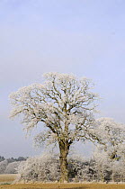 Oak tree (Quercus robur) on field edge with hoar frost in sunshine, Norfolk, UK.