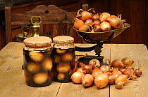 Country kitchen scene with home made jars of pickled onions (Allium cepa) and scales, UK, September.