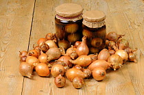 Two jars of home made pickled onions, surrounded by pickling onions (Allium cepa) on rustic kitchen table, UK, September.