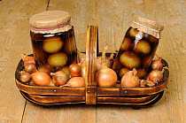 Two jars of home made pickled onions, surounded by pickling onions (Allium cepa) in trug on rustic kitchen table, UK September