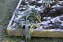 Home grown leeks (Allium ampeloprasum var. porrum), 'Musselburgh' heeled in soil in raised bed, January.