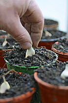 Cloves of garlic (Allium sativum) being hand-planted in pots on greenhouse bench, January.