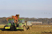 Sugar beet (Beta vulgaris) being harvested, with Pink footed geese (Anser brachyrhynchus) feeding in the distance, Norfolk, Uk, February.