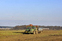 Sugar beet (Beta vulgaris) being harvested, with Pink footed geese (Anser fabalis brachyrhynchus) feeding in the distance, Norfolk, Uk, February.