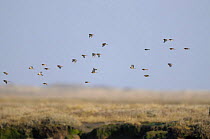 Twite (Acanthis / Carduelis flavirostris) flock in flight over coastal saltmarsh, Norfolk Uk, February.