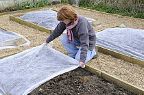 Female gardener covering small raised beds to raise soil temperature prior to springtime sowing, UK, March.