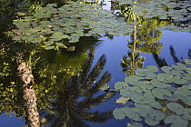 Palm tree reflections in lily pond, Yves Saint Laurent's garden, Marrakech, Morocco, November 2008.