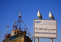 Seagulls on sign (translated as "prohibition of discharge of oil in the basin"), with fishing trawler behind. Essaouira fishing port, Morocco. November 2008.