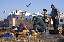 Men and children sorting fish on wall of fishing port, with the medina in the background. Essaouira, Morocco, November 2008.