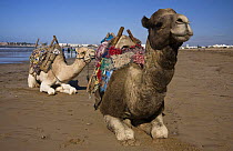 Two dromedary camels (Camelus dromedarius) waiting to give tourists a ride on Essaouira beach, Morocco, November 2008.