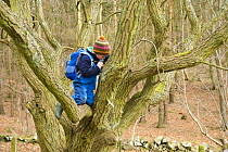 A young boy climbing a tree, The Secret Garden Outdoor Nursery, Fife, Scotland