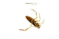 Common backswimmer (Notonecta glauca) swimming, Angus, Scotland, April meetyourneighbours.net project