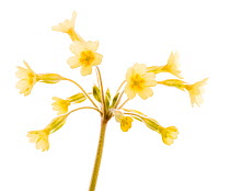 False oxlip (Primula vulgaris x veris) in bloom, Angus, Scotland, April  meetyourneighbours.net project