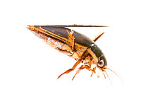 Diving beetle {Cybister laterimarginalis} Tartumaa, Estonia, May meetyourneighbours.net project